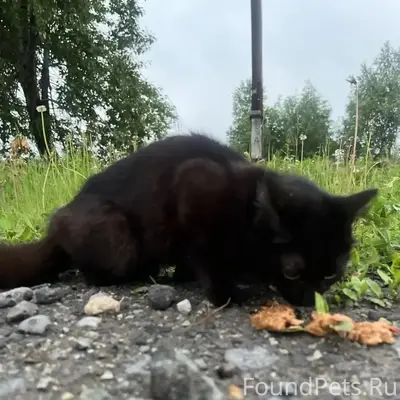 Пропала кошка, Самский посёлок