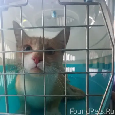 Найдена кошка, Кировск, Ленинградская область