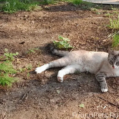 Пропала кошка, Станки