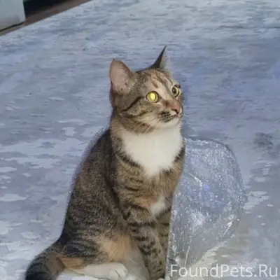 Пропала кошка, улица Пушкина