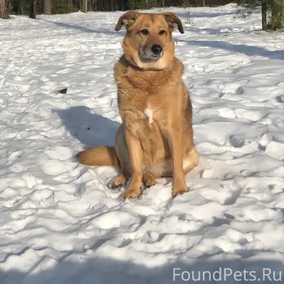 Пропала собака Джуля, Всеволожск