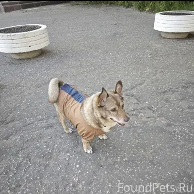 Пропала собака, возле музтеатра