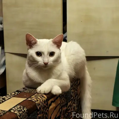 Пропала белая кошка, Новошахтинск
