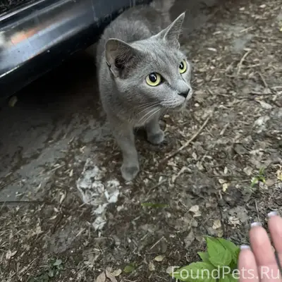 Найдена кошка, Дзержинский район