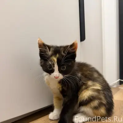 Найден котёнок, мкр. Космос