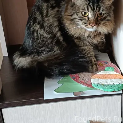 Пропала кошка Стеша, ул. Советская