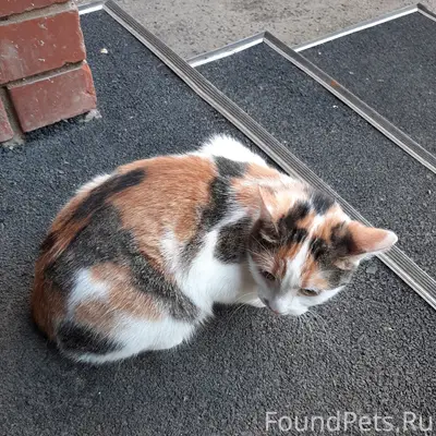 Найдена кошка, около дома