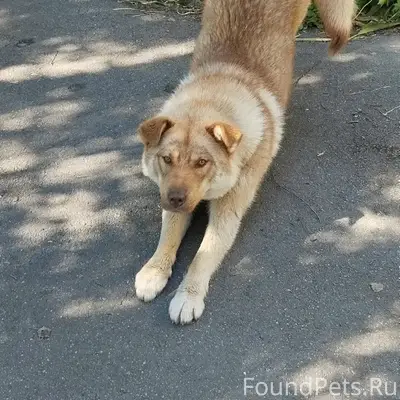 Найден рыжий пёс, возраст 8-10 месяцев