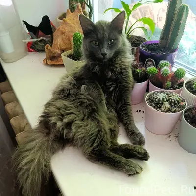 Найден кот, домашний