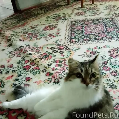 Пропала кошка Фрося, Трегубенковых 5