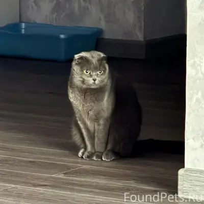 Пропала кошка Люся, Красный Яр