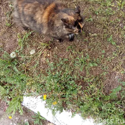 Найдена кошка, явно домашняя