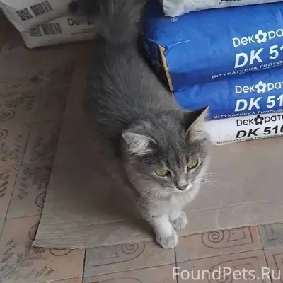 Найден кот/кошка в ошейнике, Товарная