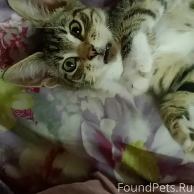 Пропал котёнок, район Бельца