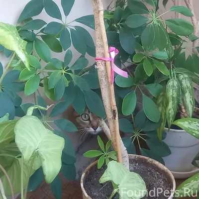 Пропала кошка, 