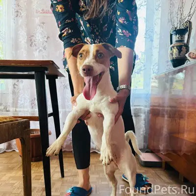 Найден тип собака, г. Бабаево