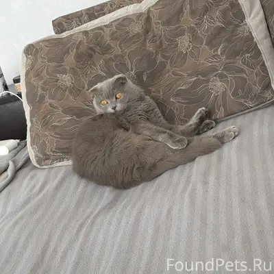 Пропал кот 