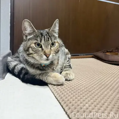 Найдена кошка, Брылевка 16