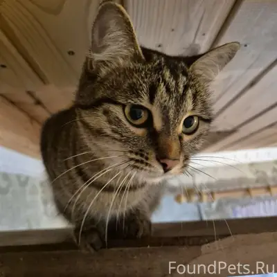 Пропала кошка, СНТ Холодок