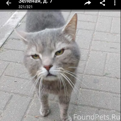Замечен котик