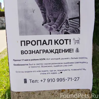Пропал кот, Кинешма