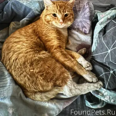 ПРОПАЛ КОТ