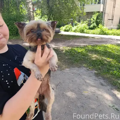 Найден тип собака, район Красноармейская 15
