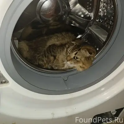 Пропал кот Молли, Советский район