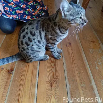 Найдена кошка, станция Атлашкино