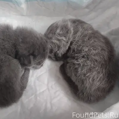 Найдены котята, Касколовка