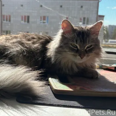 Найдена кошка, Путиловская 4а