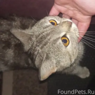 Найдена кошка, возле Крюгера на Комарова