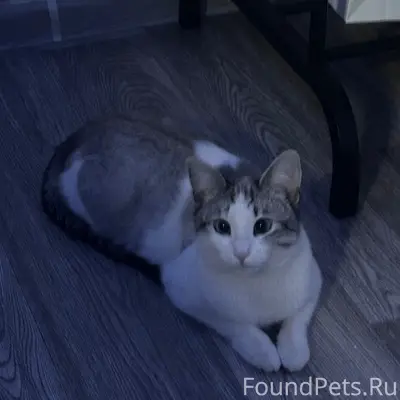 Пропал молодой котик, без породы