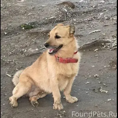 Найден бездомный пёс, Воронеж, Юз район