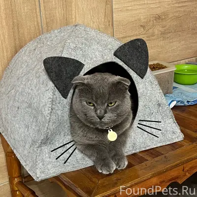 Пропал кот Тишка, район Марата/8-я Гвардейская