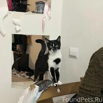Пропала кошка, район Вертолётного поля
