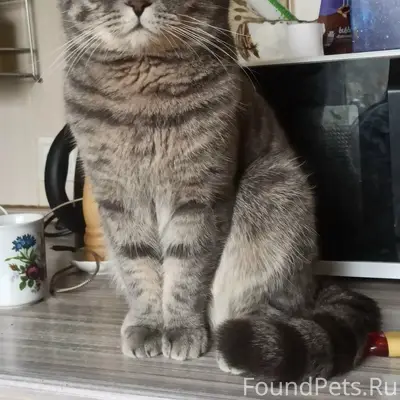 Пропал вислоухий британец Балтика, Комсомольск