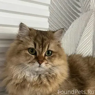 Пропала длинношёрстная кошка, угол улиц Гоголя и Красноармейской