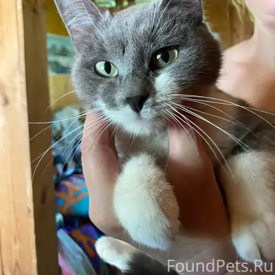 Найдена кошка, село Вельяминово