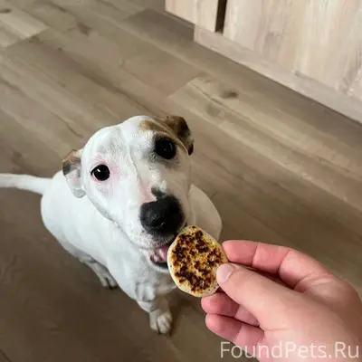 Пропал Джек, коттеджный посёлок Ясный