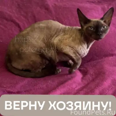 Найдена кошка породы Девон-рекс, Саратов