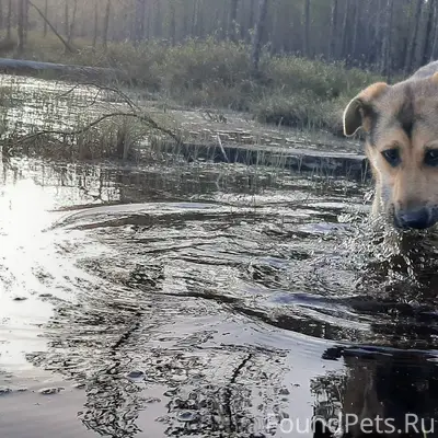 Пропала собака, свяжитесь по номеру 89048662145