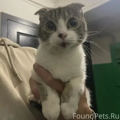 Найдена кошка, Октябрьская 46