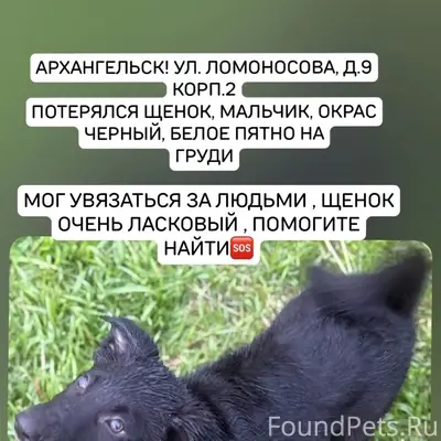 Пропал щенок, Архангельск, улица Ломоносова