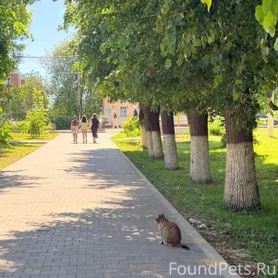 Найдена кошка, Коломна, Уманская 19