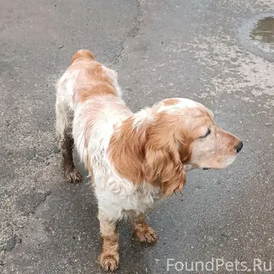 Пропал пёс, Богданович, ул. Степана Разина