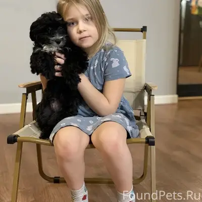 Пропала мальтипу Пончик, чёрная с белой грудью