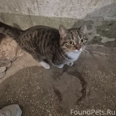 Найден кот, Химмаш, Профсоюзная, 53