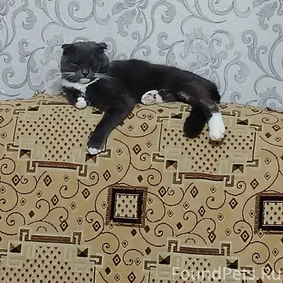 Пропал британец Дымыч