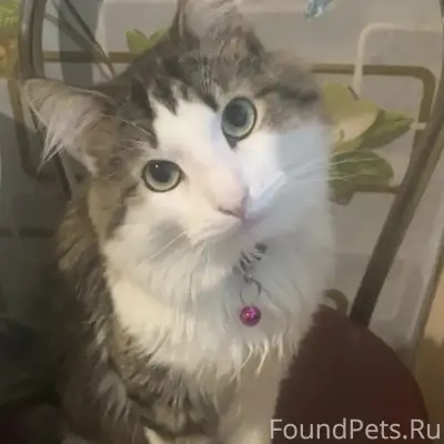 Пропал кот Петя, Кировград